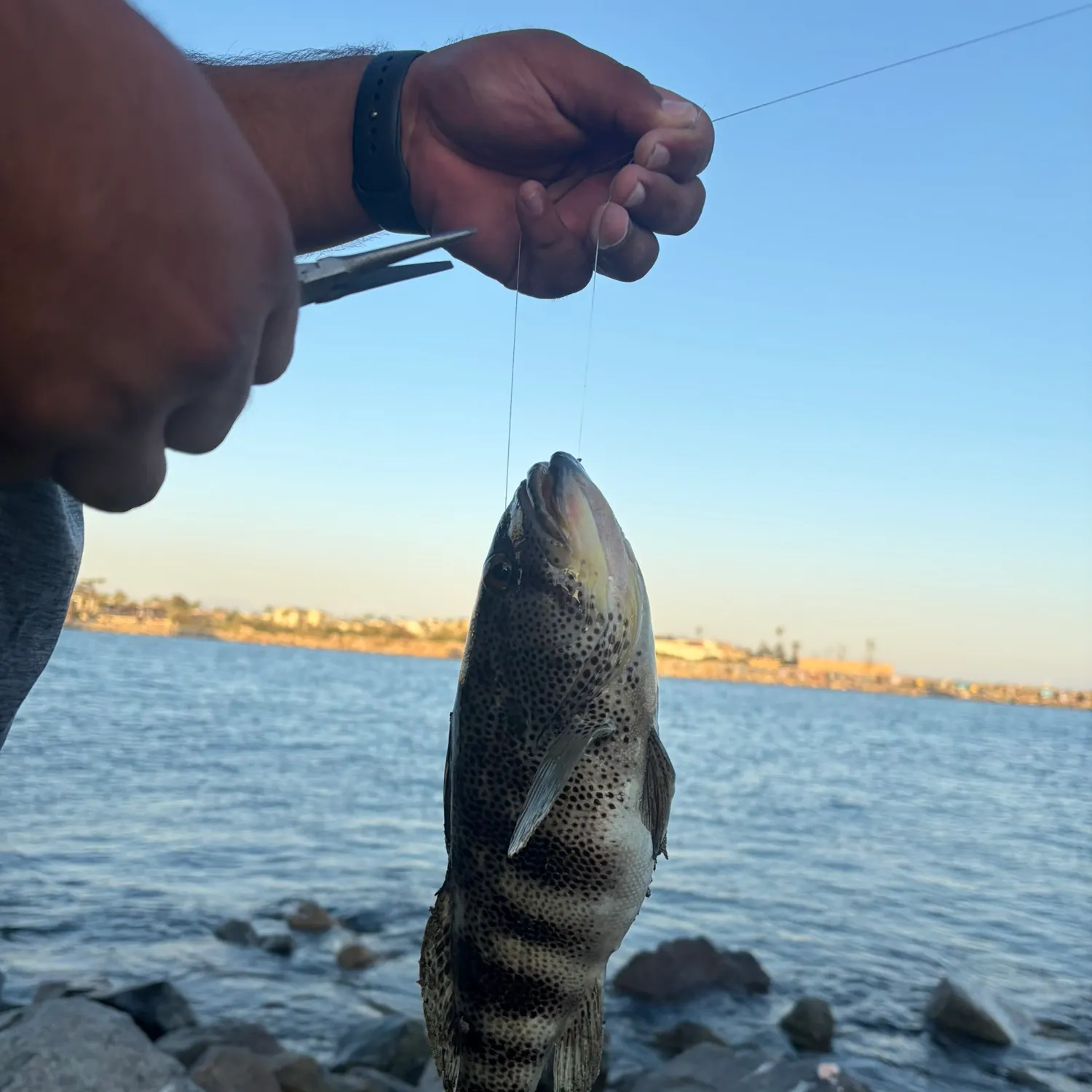 catch