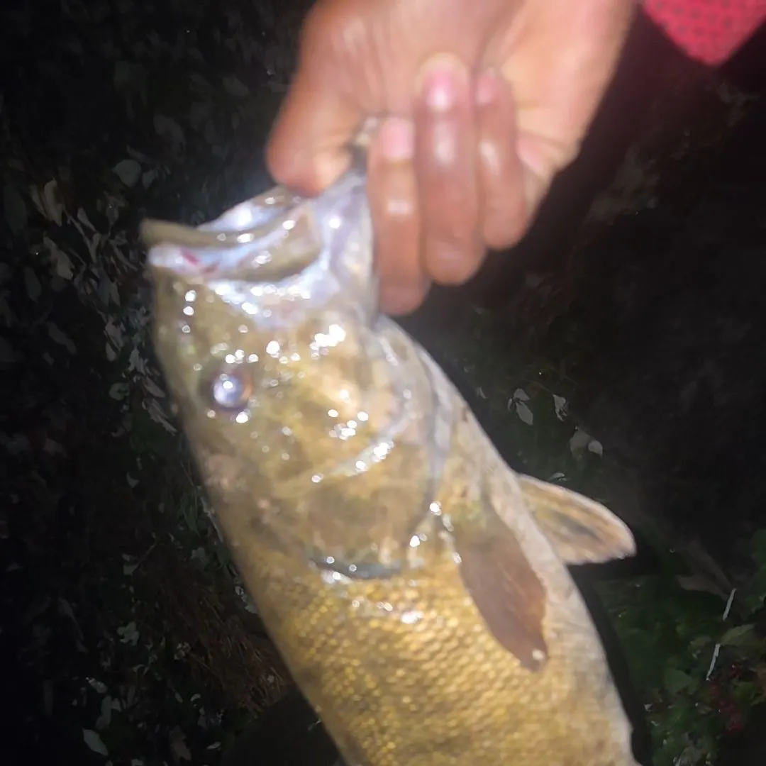 Smallmouth bass caught on Fishbrain