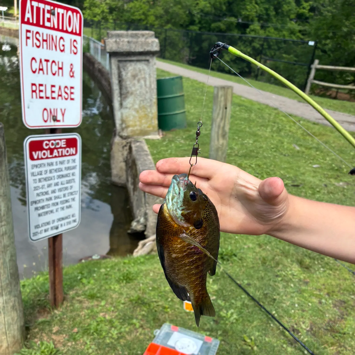 recently logged catches