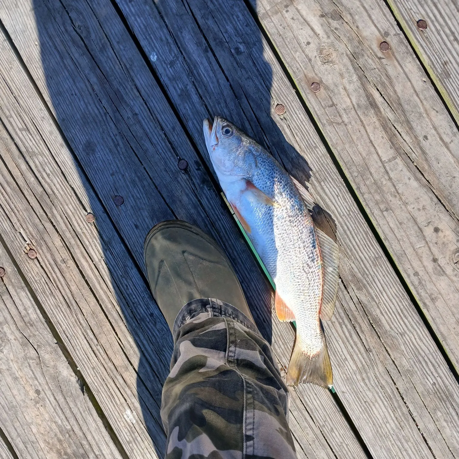 The most recent Gray weakfish catches on Fishbrain