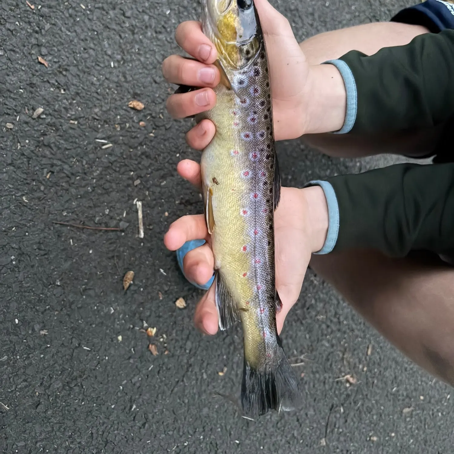 Brown trout caught on Fishbrain