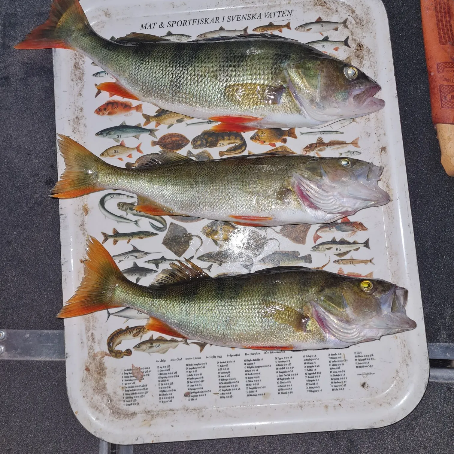 recently logged catches