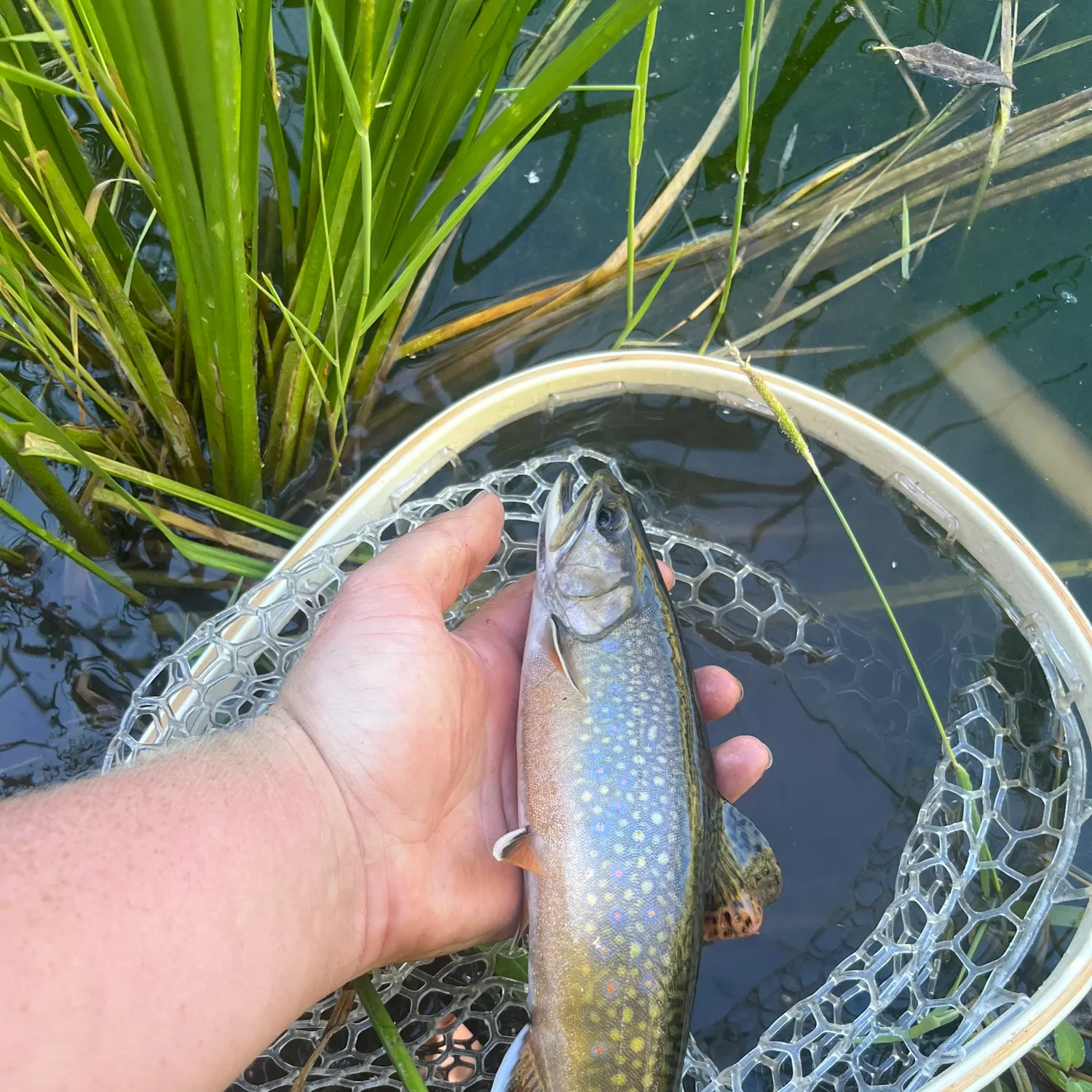 Brook trout caught on Fishbrain