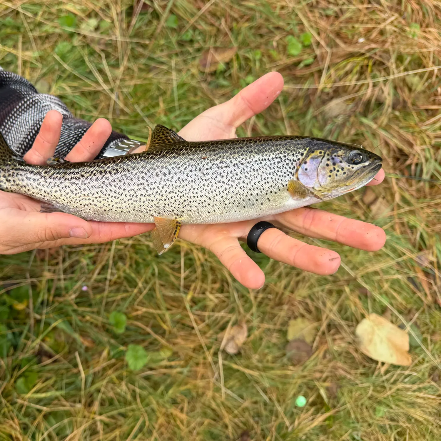 Coastal cutthroat trout caught on Fishbrain
