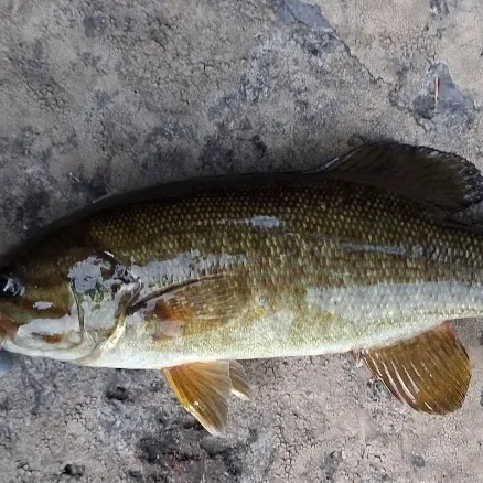 Smallmouth bass caught on Fishbrain