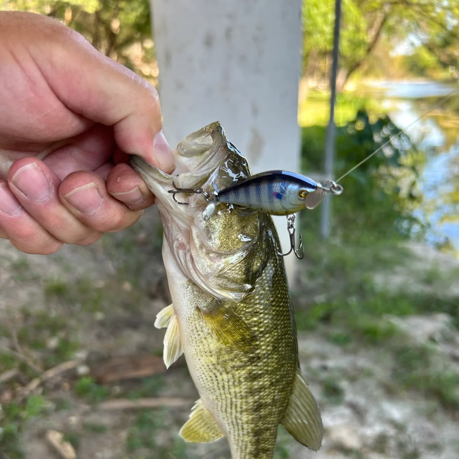 Guadalupe bass caught on Fishbrain