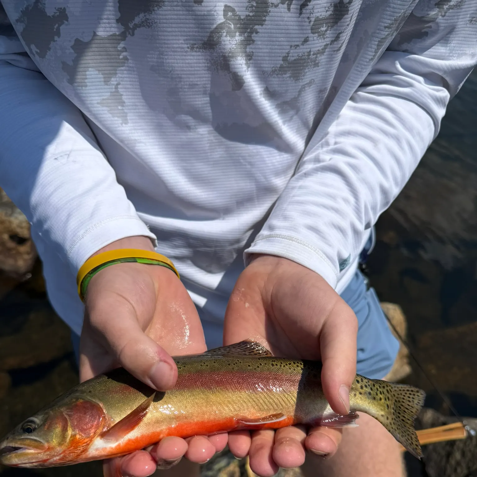 The most recent Golden trout catches on Fishbrain