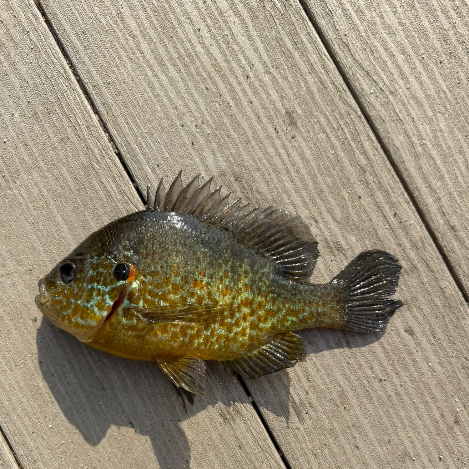 Pumpkinseed caught on Fishbrain