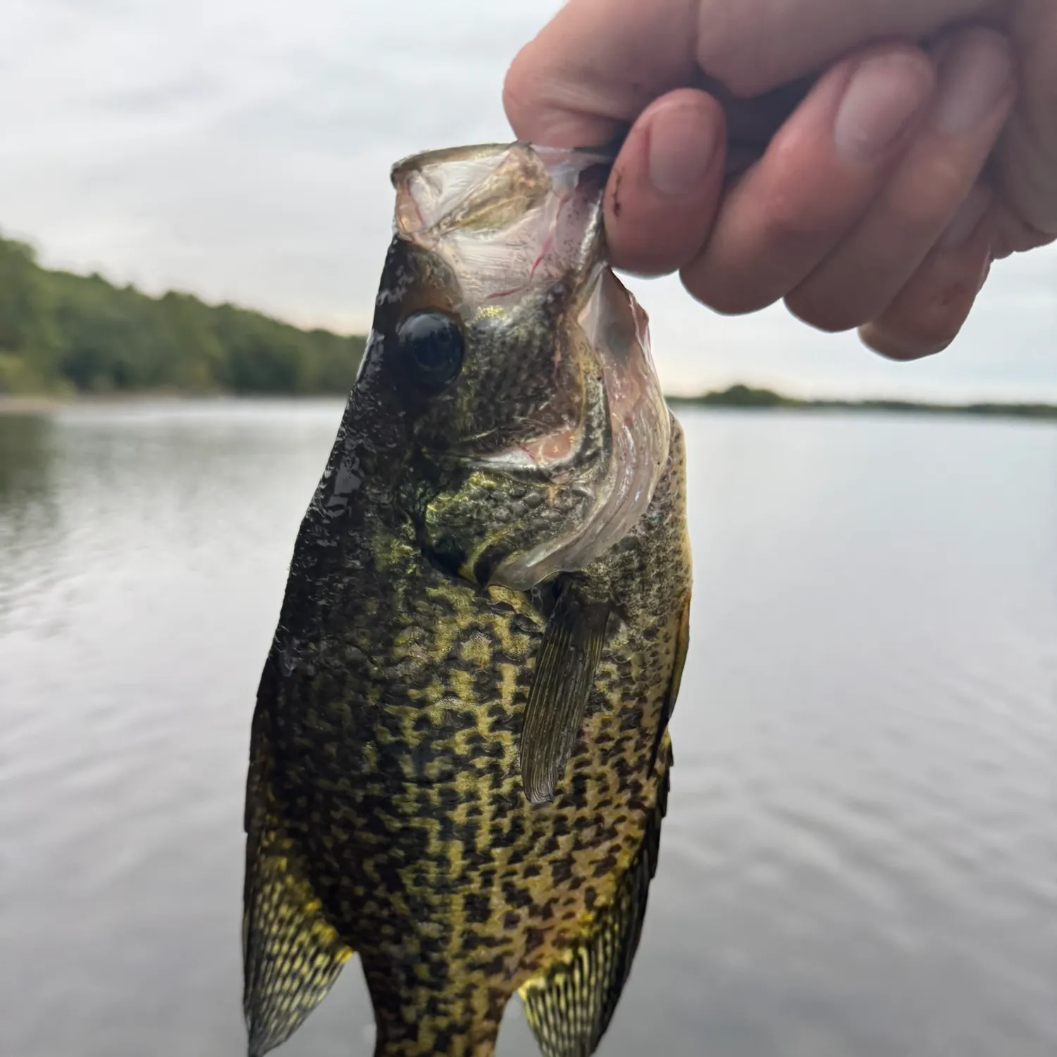 Black crappie caught on Fishbrain