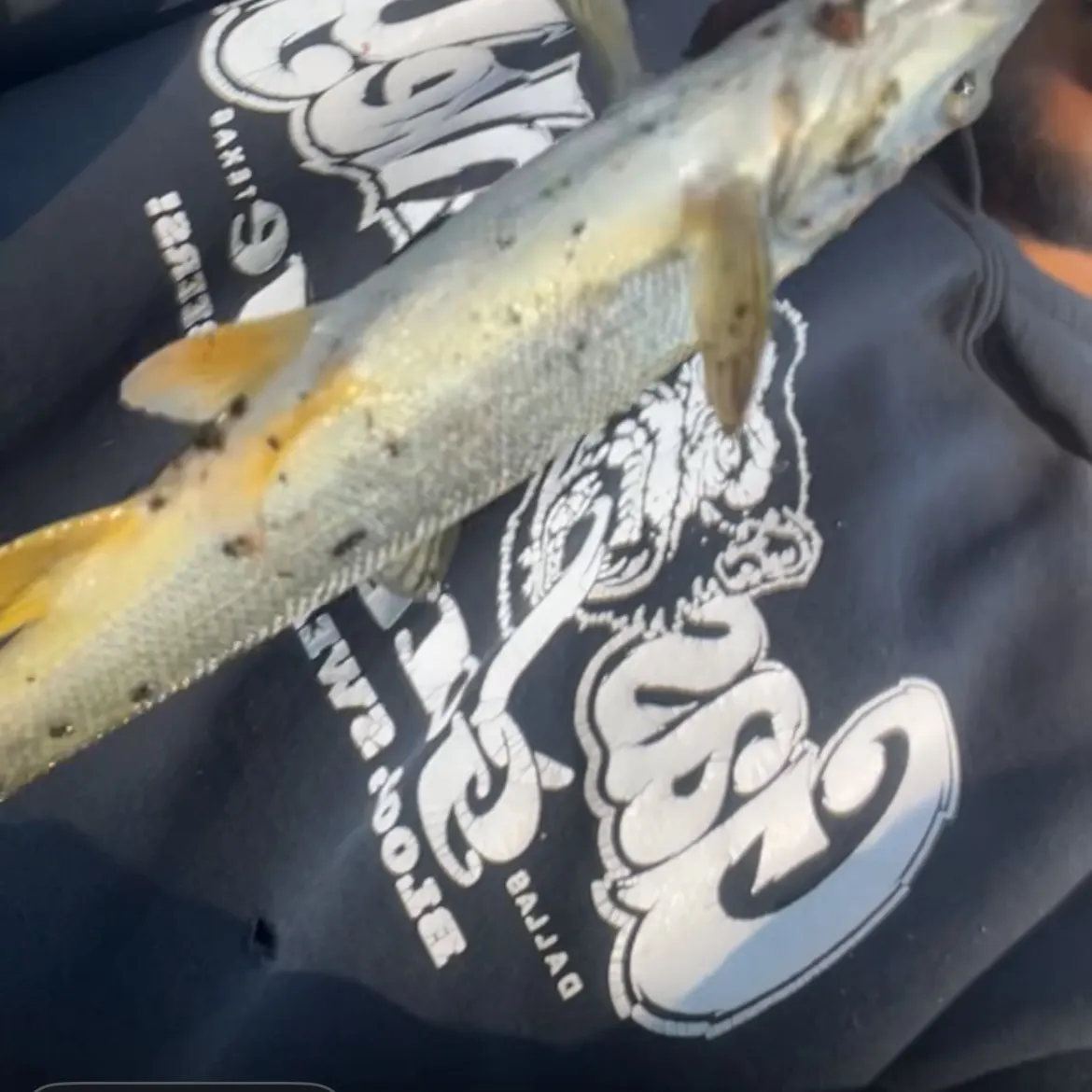 Northern pikeminnow caught on Fishbrain