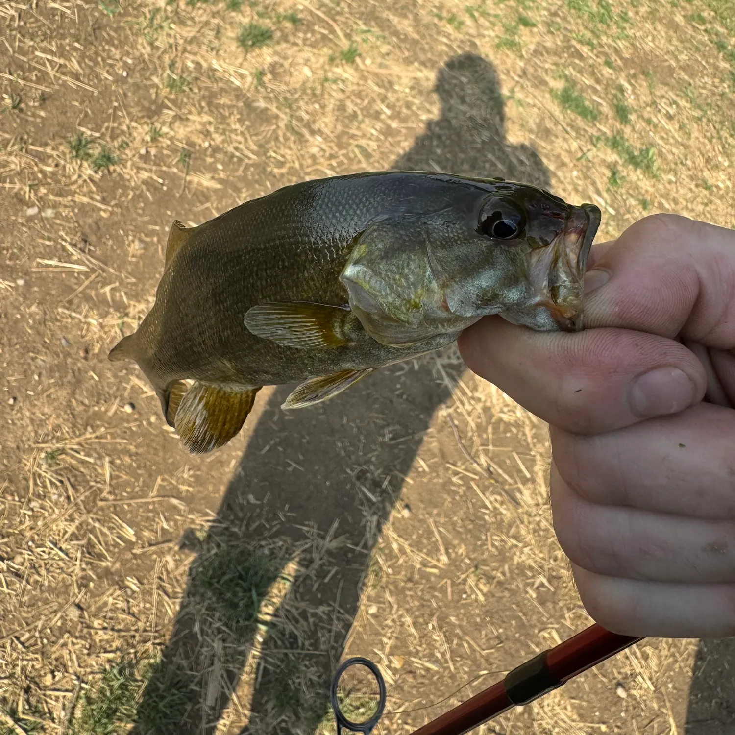 Smallmouth bass caught on Fishbrain