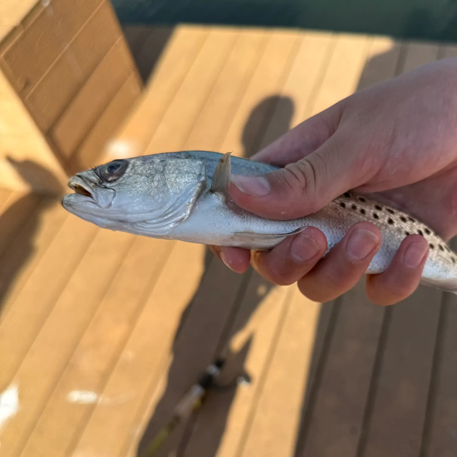 The most recent Spotted seatrout catches on Fishbrain