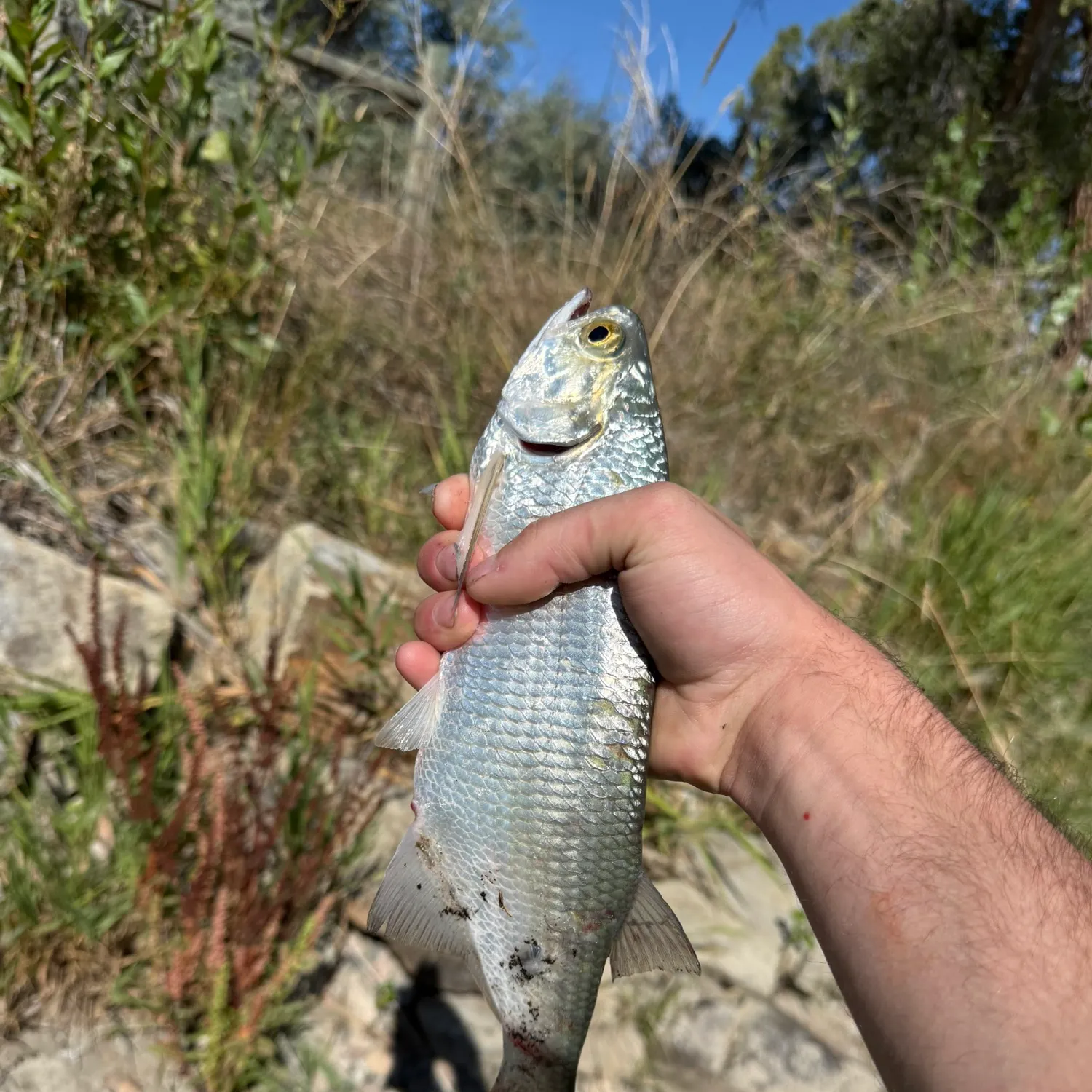 Goldeye caught on Fishbrain