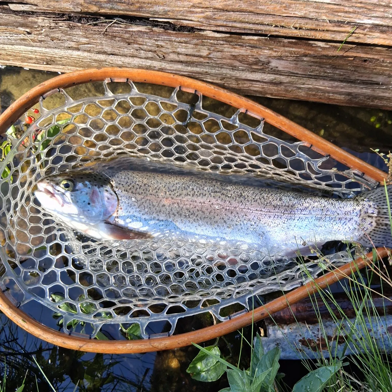 Rainbow trout caught on Fishbrain