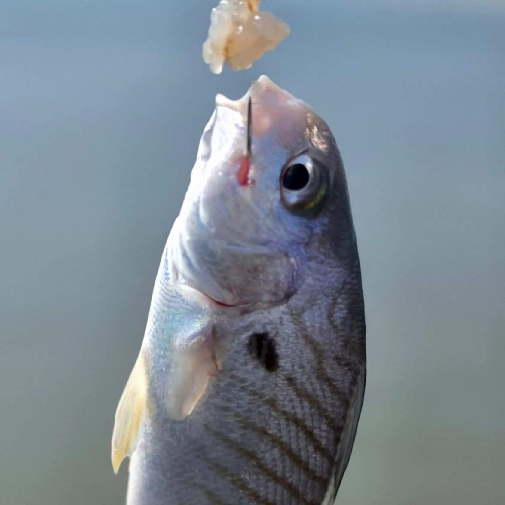 Spot croaker caught on Fishbrain