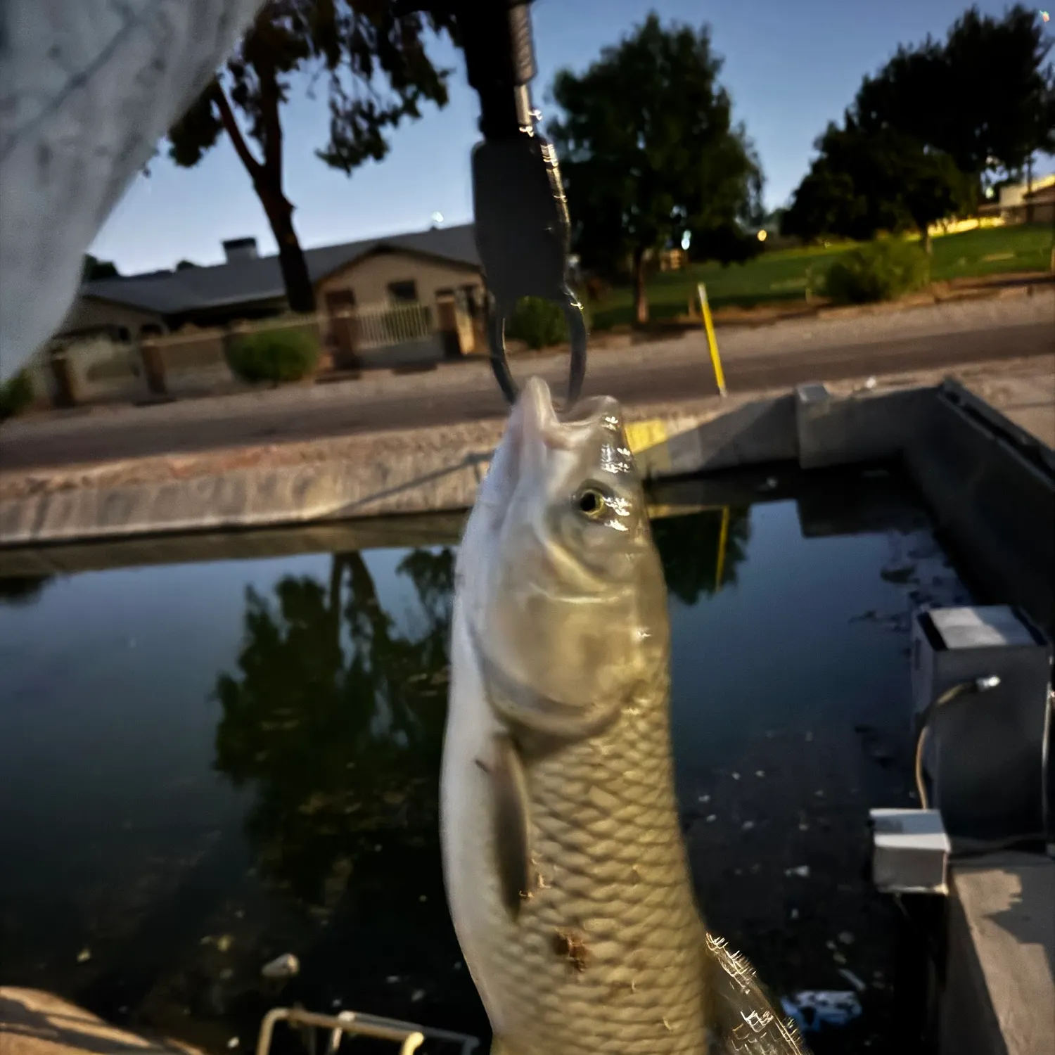 catch
