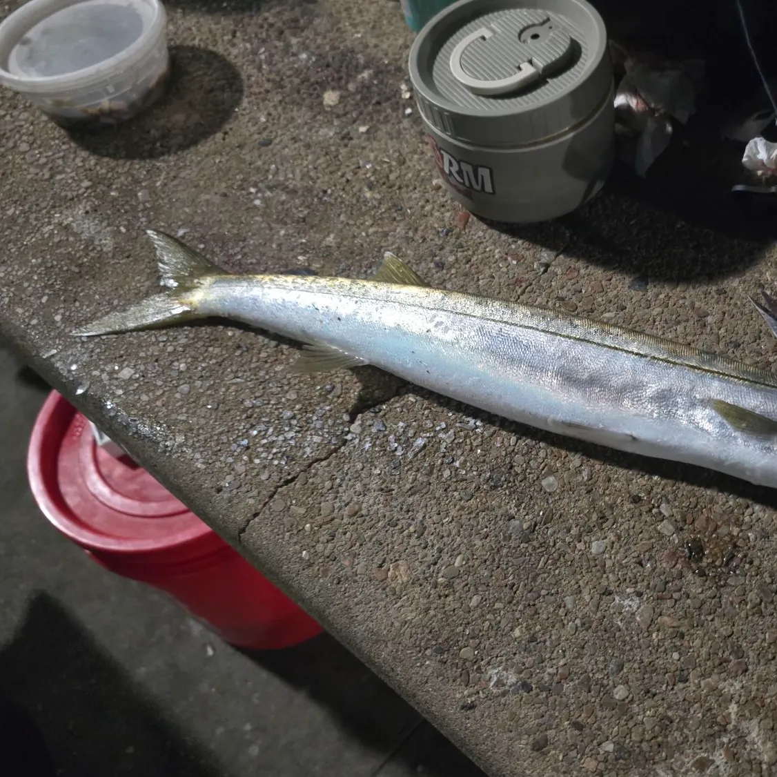 The most recent Pacific barracuda catches on Fishbrain