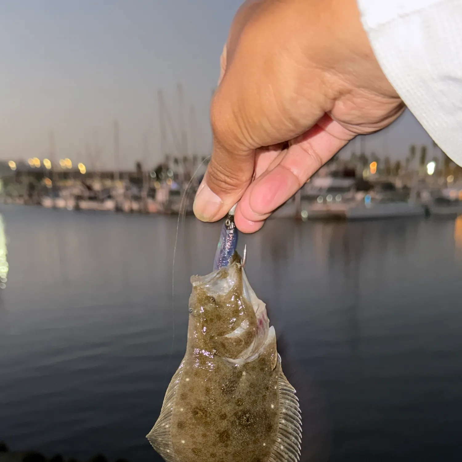 California halibut caught on Fishbrain
