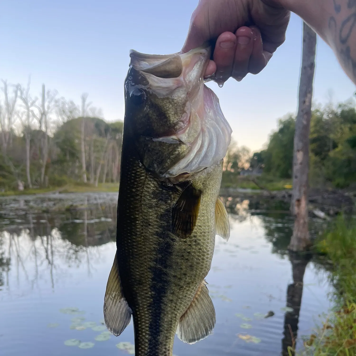 Largemouth bass caught on Fishbrain