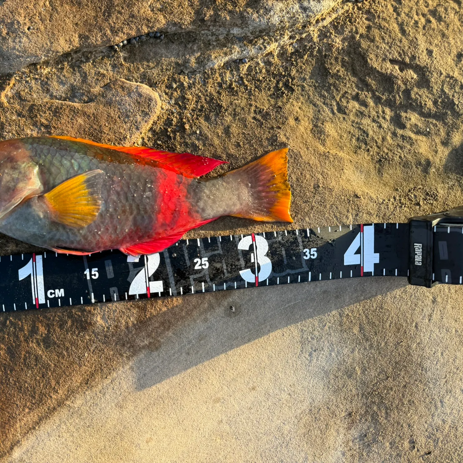 The most recent Crimsonbanded wrasse catches on Fishbrain