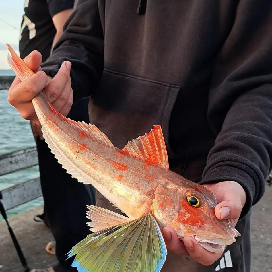 The most recent Tub gurnard catches on Fishbrain