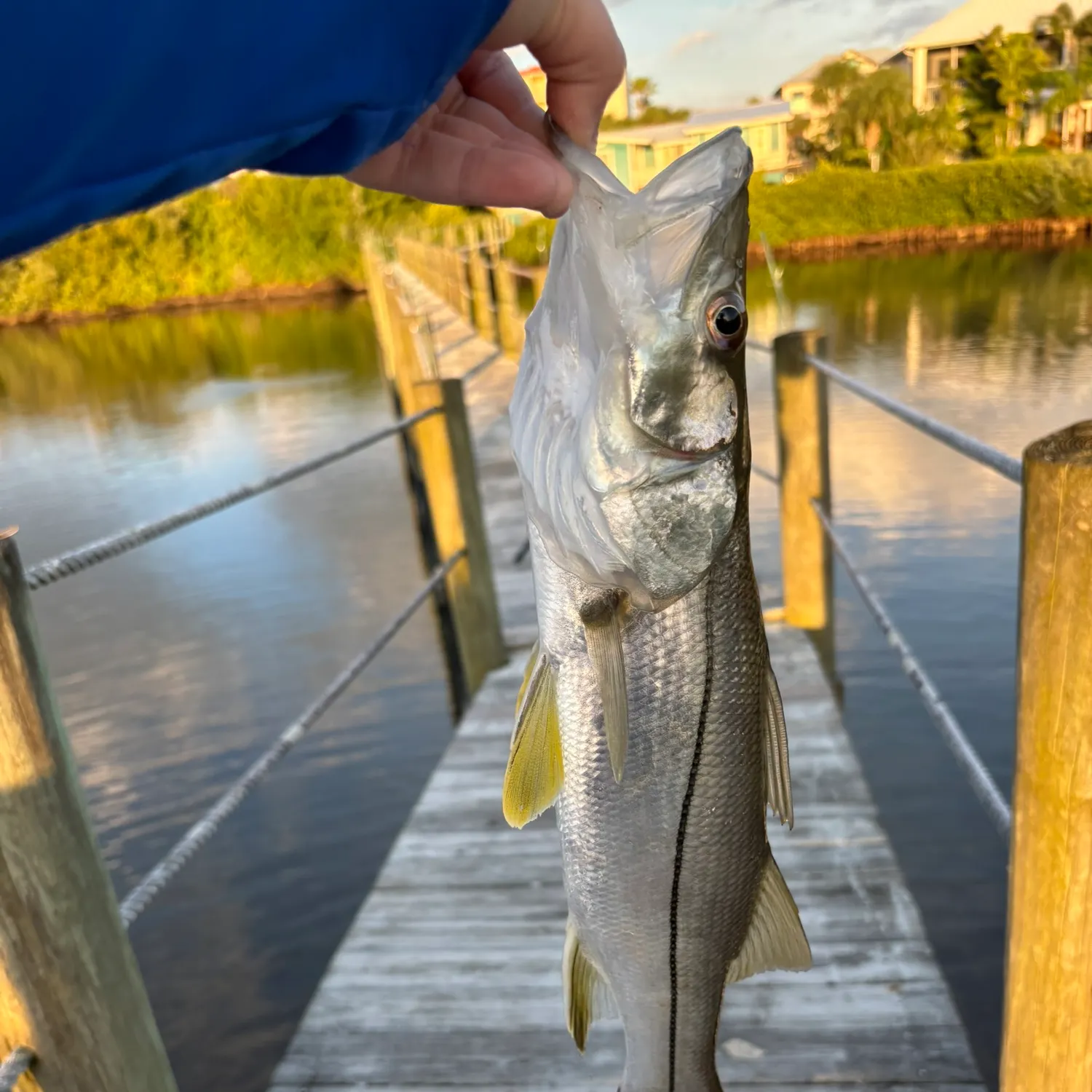 The most recent Fat snook catches on Fishbrain