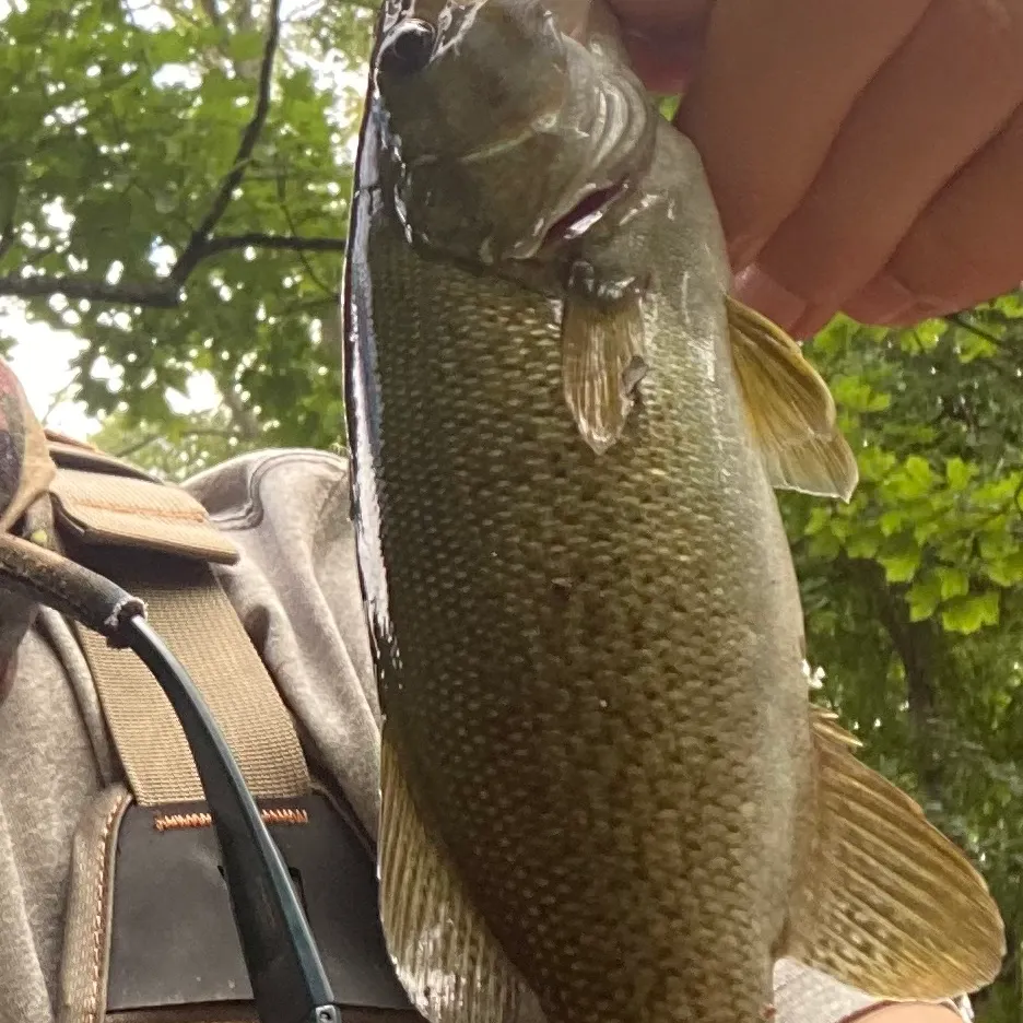 Smallmouth bass caught on Fishbrain