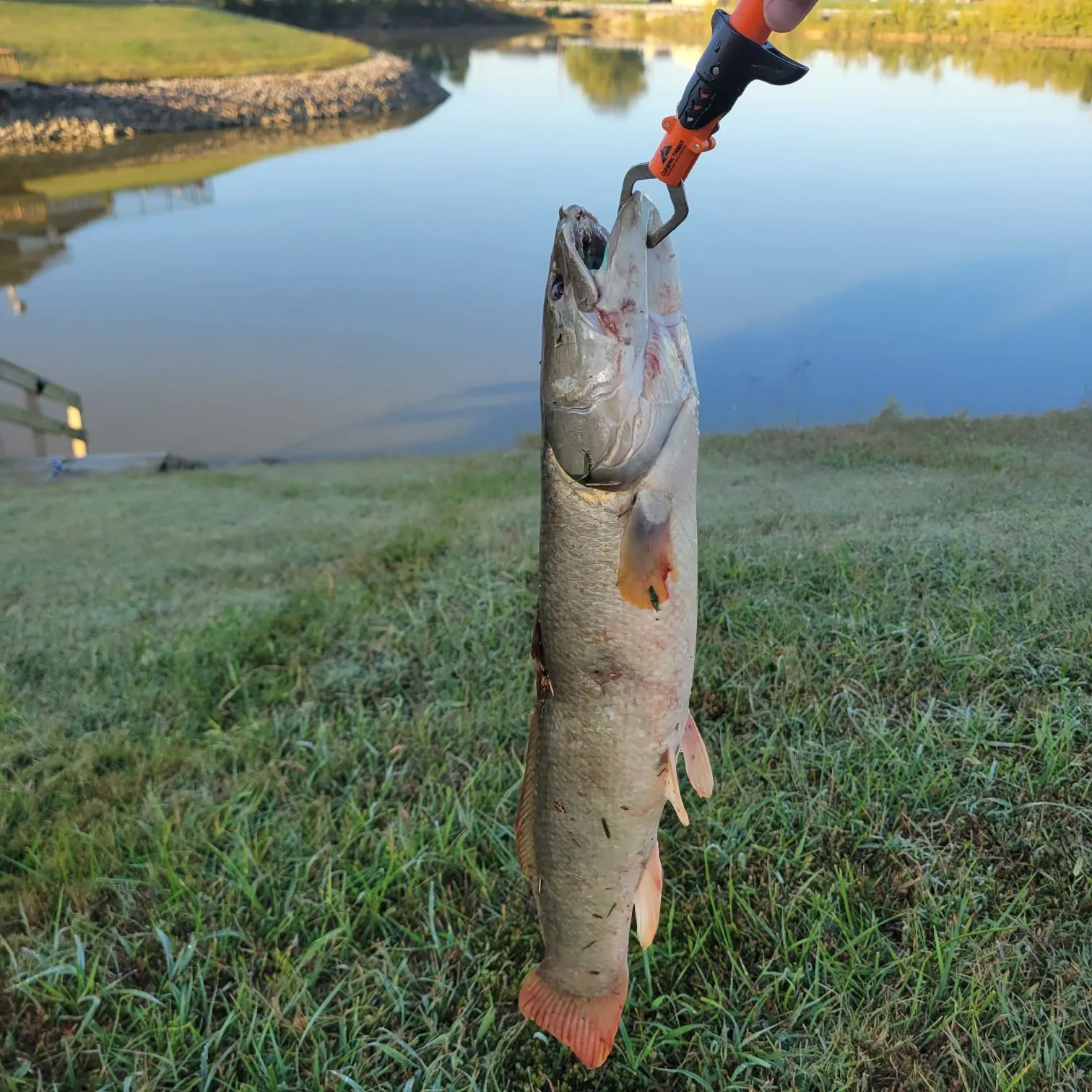 Eyetail bowfin caught on Fishbrain