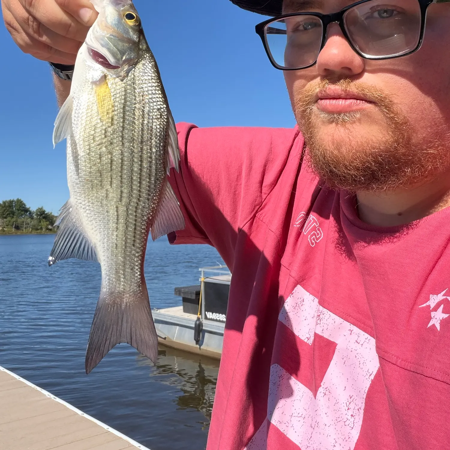 White bass caught on Fishbrain