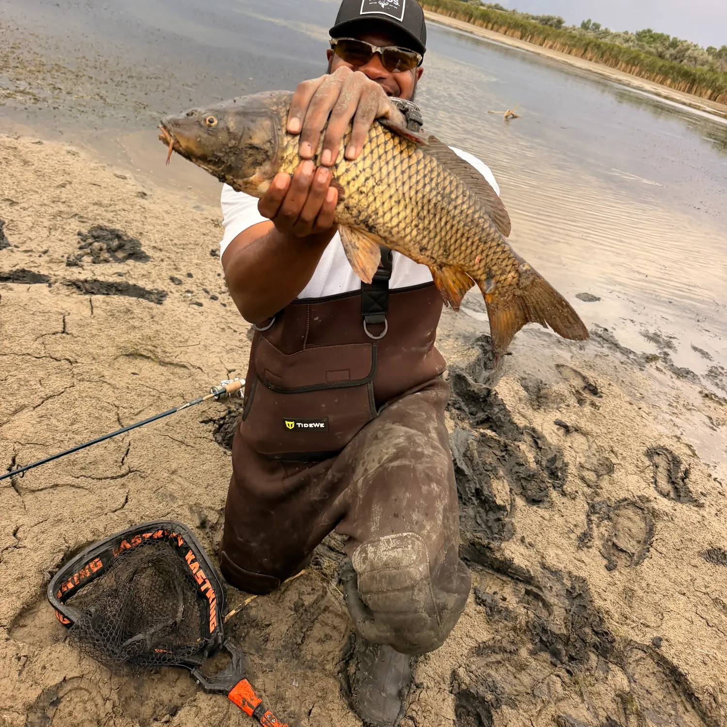 Common carp caught on Fishbrain