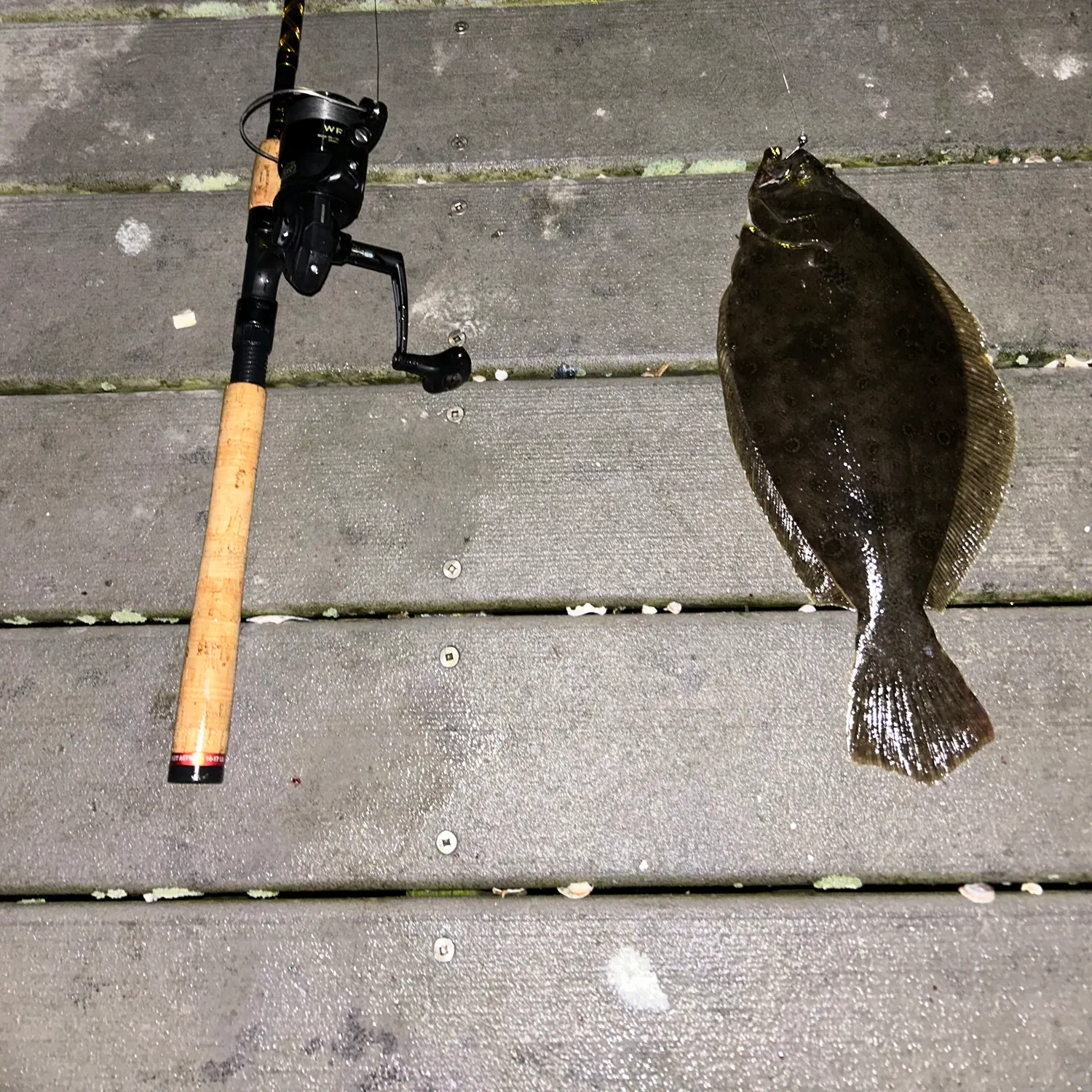 Summer flounder caught on Fishbrain