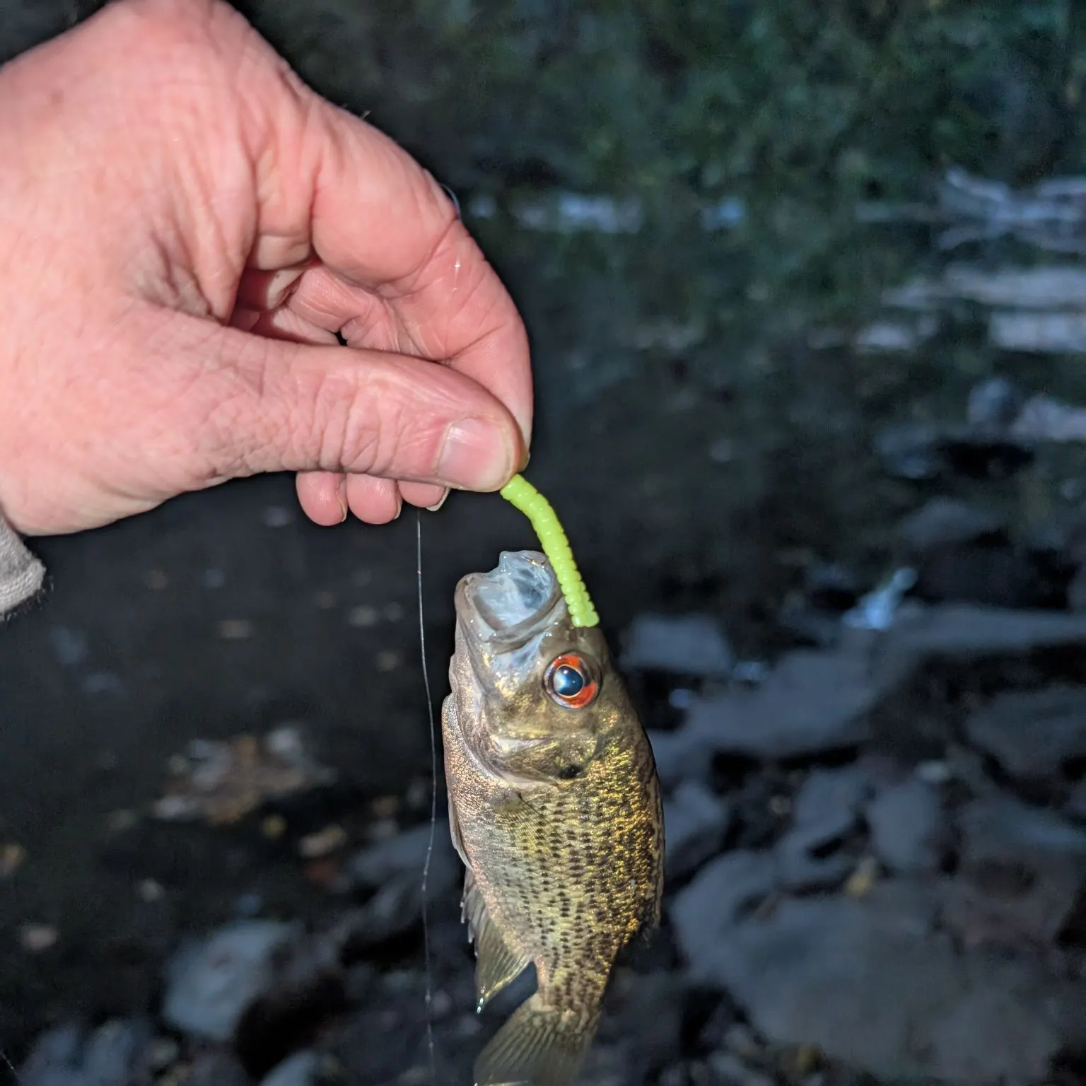 The most recent Rock bass catches on Fishbrain