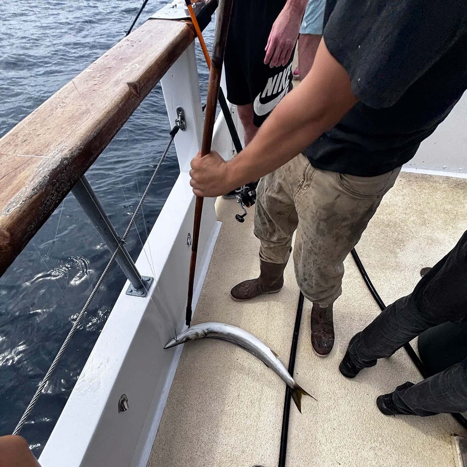 The most recent Pacific barracuda catches on Fishbrain