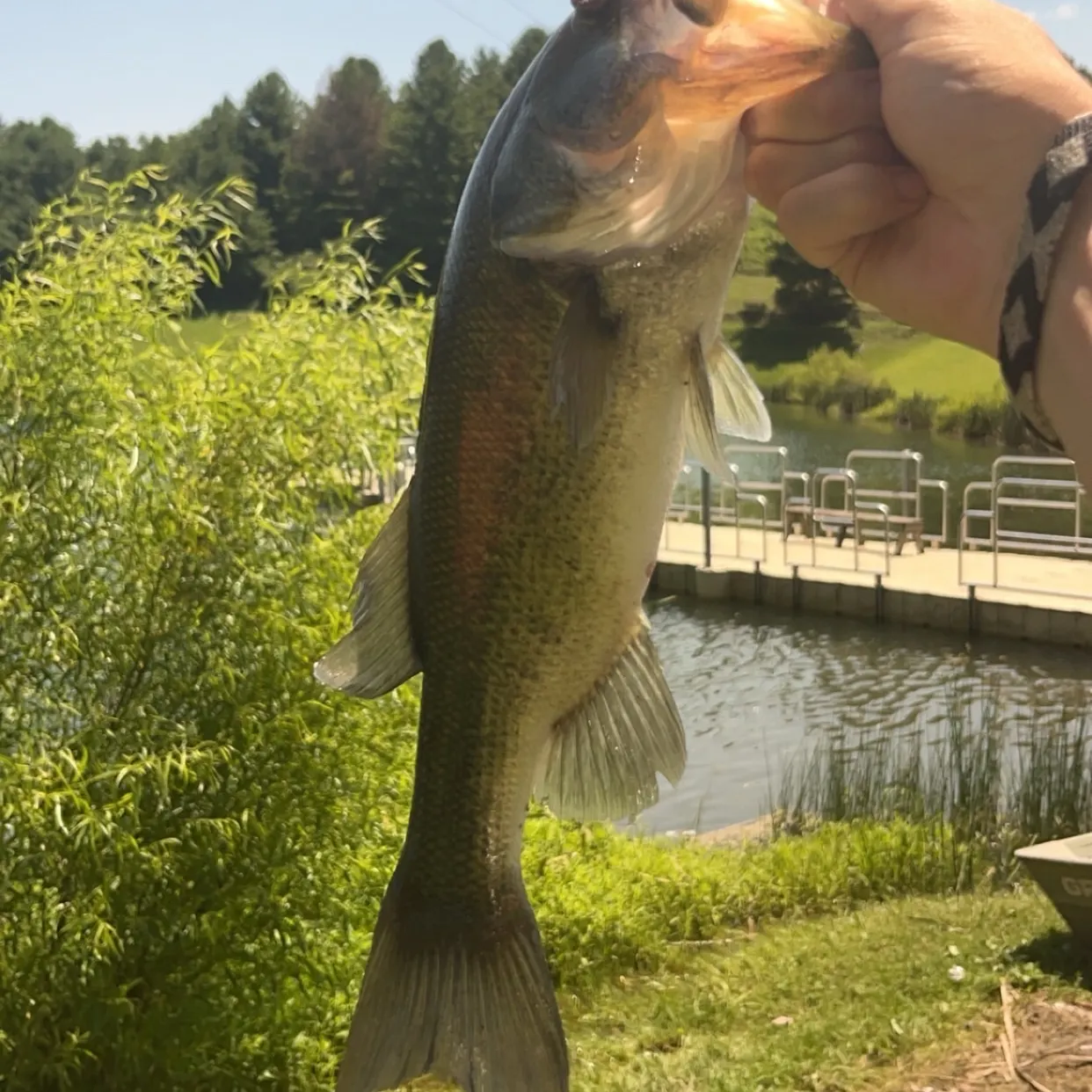Largemouth bass caught on Fishbrain