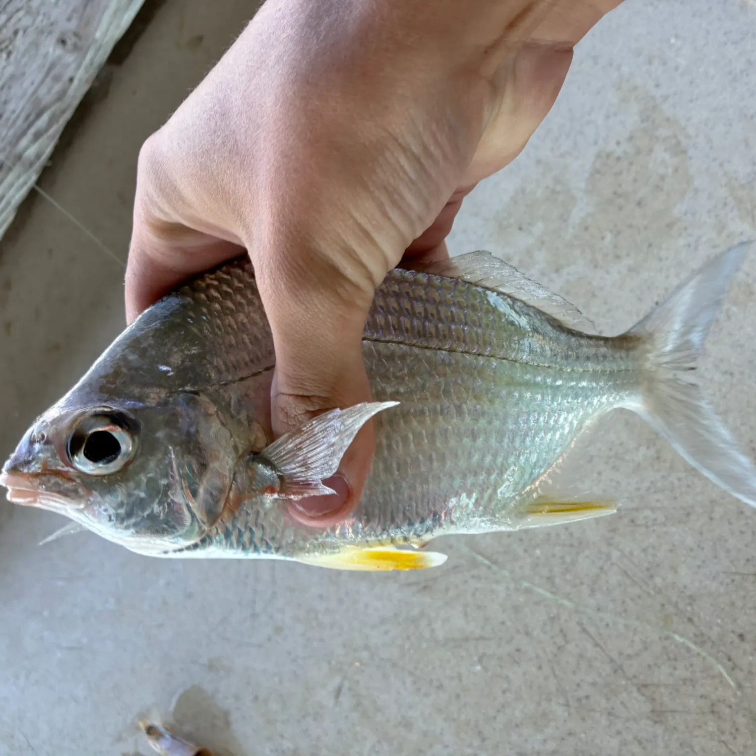 The most recent Irish mojarra catches on Fishbrain