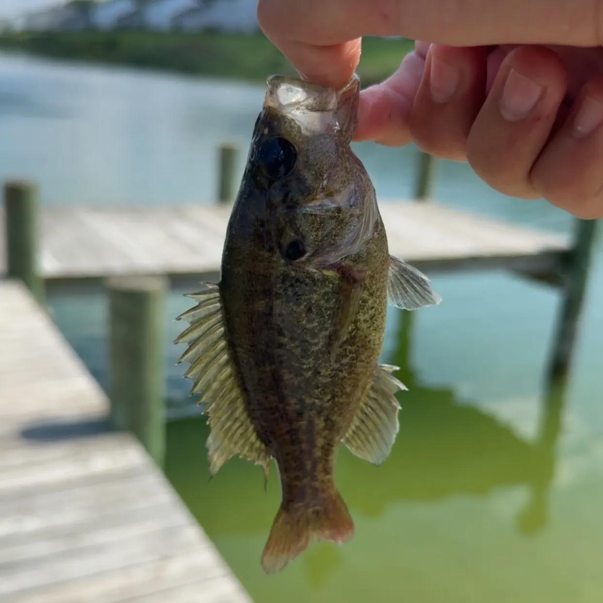 Warmouth caught on Fishbrain