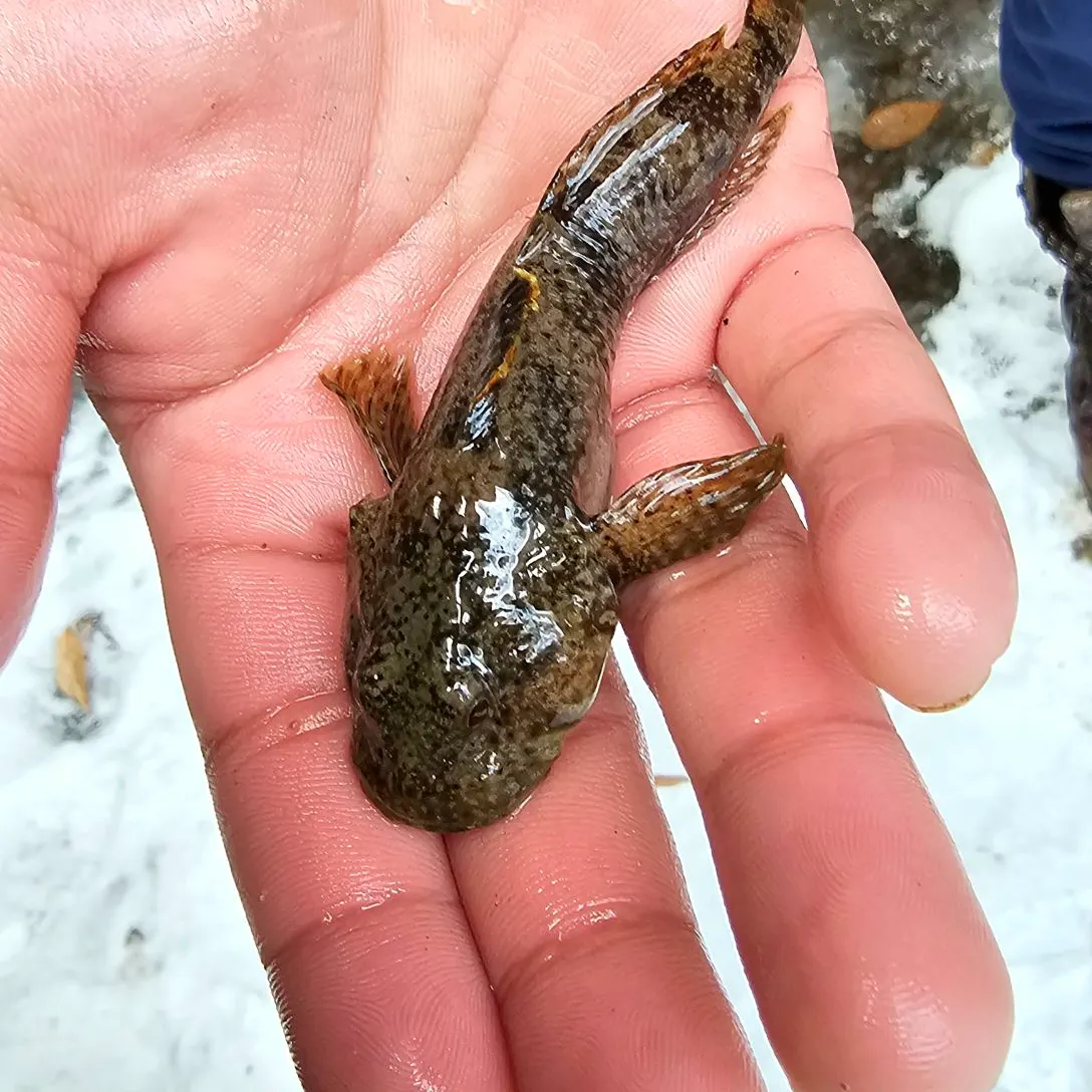 The most popular recent Mottled sculpin catch on Fishbrain