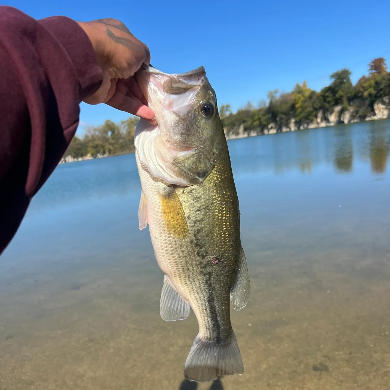 Largemouth bass caught on Fishbrain
