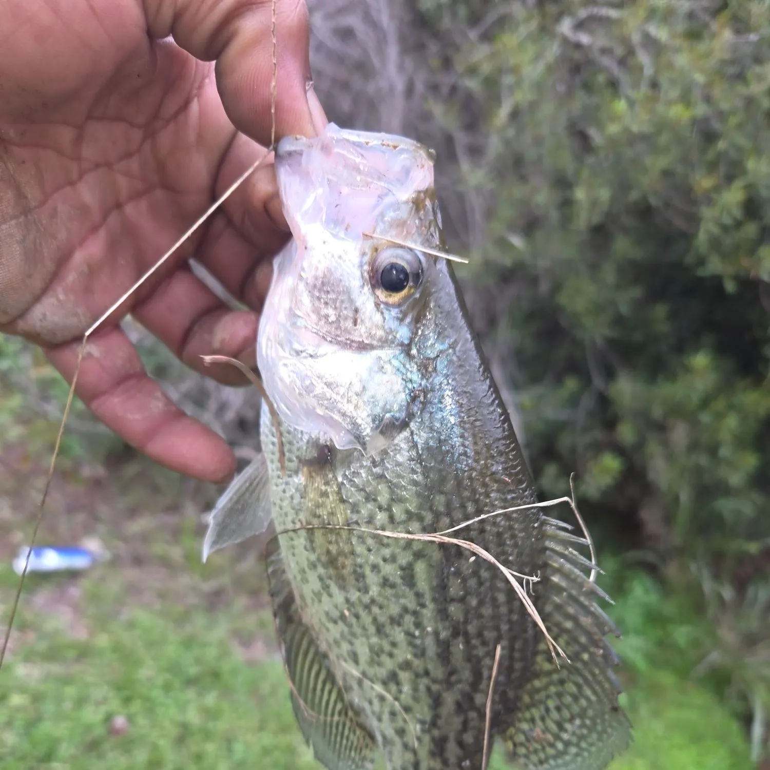 Black crappie caught on Fishbrain