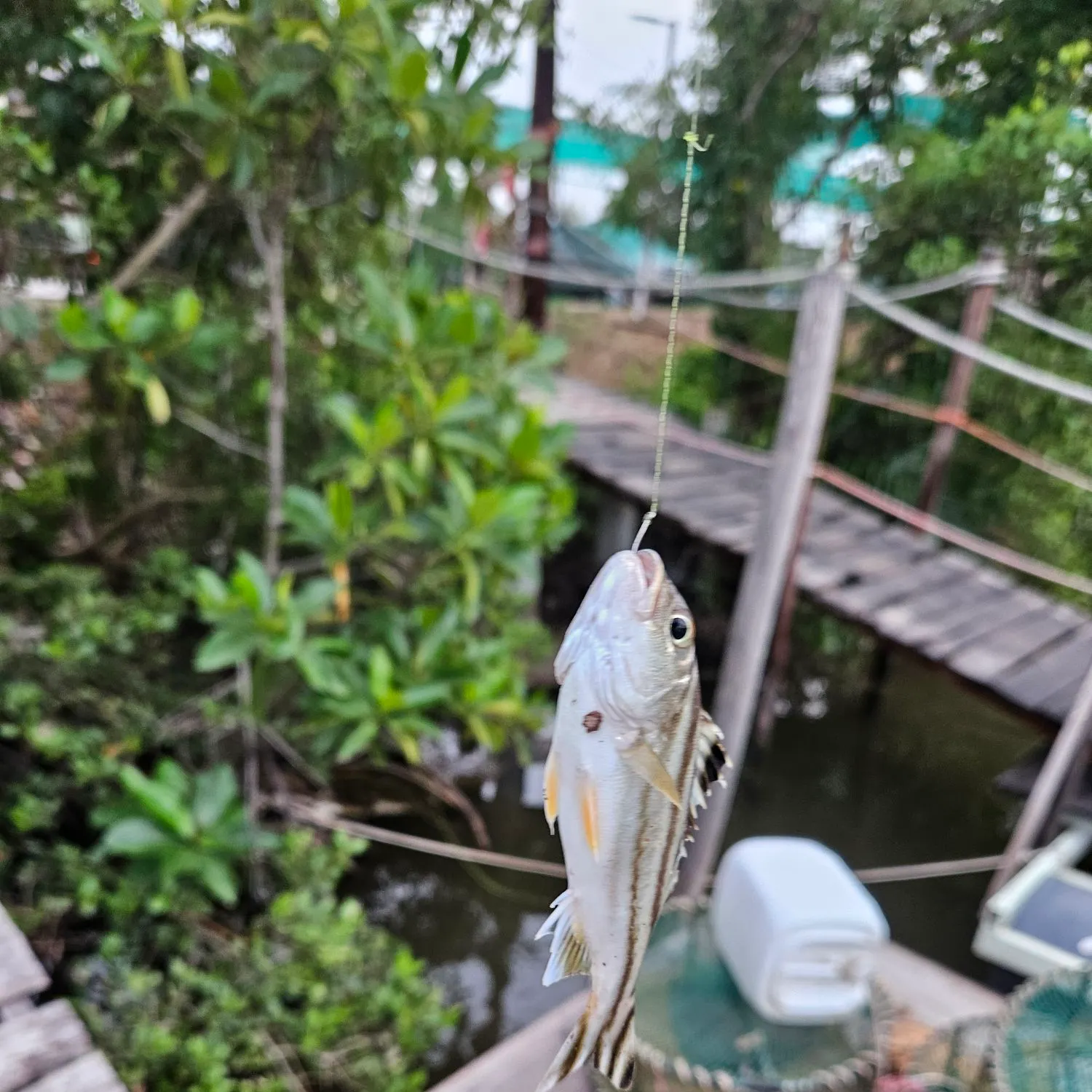 catch