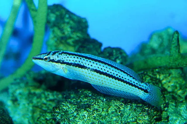Parajulis poecilepterus
