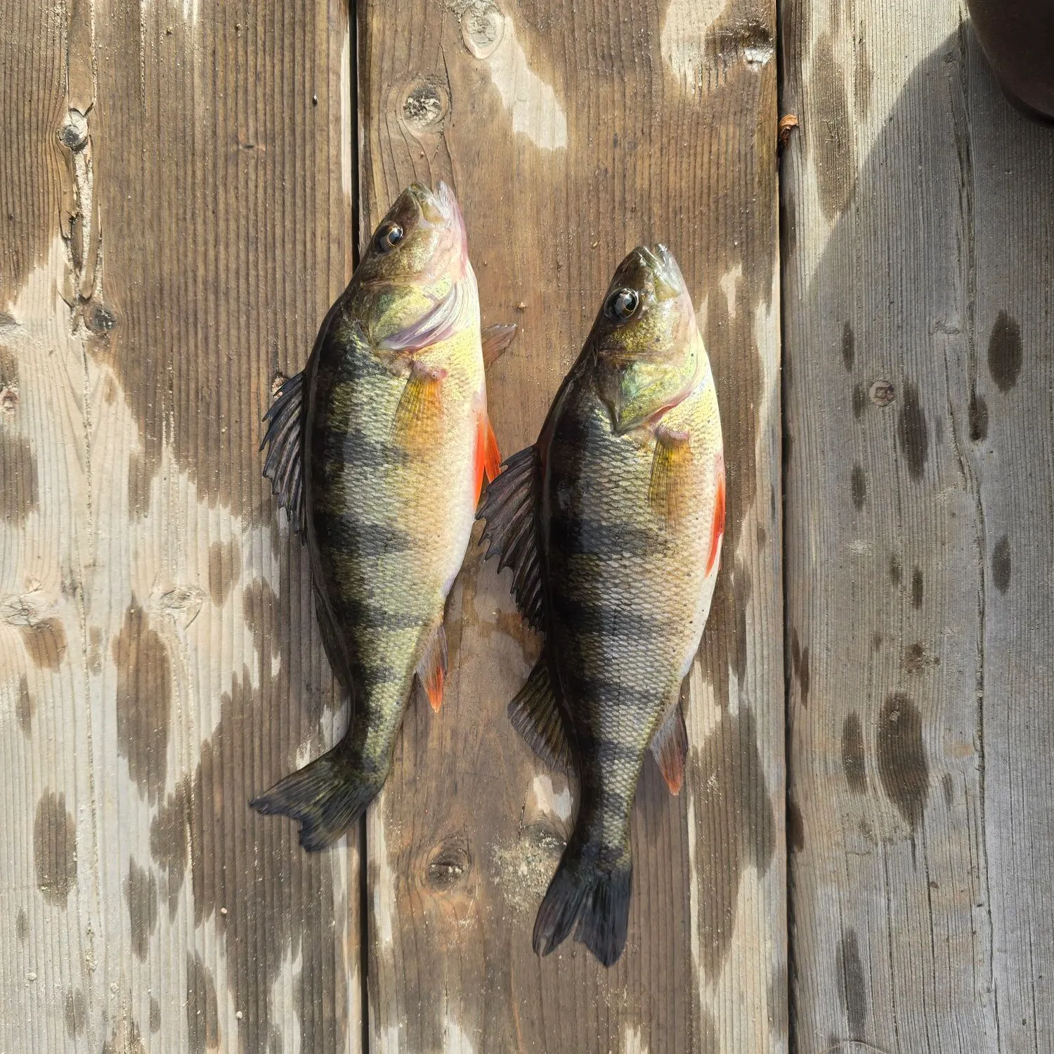 Yellow perch caught on Fishbrain