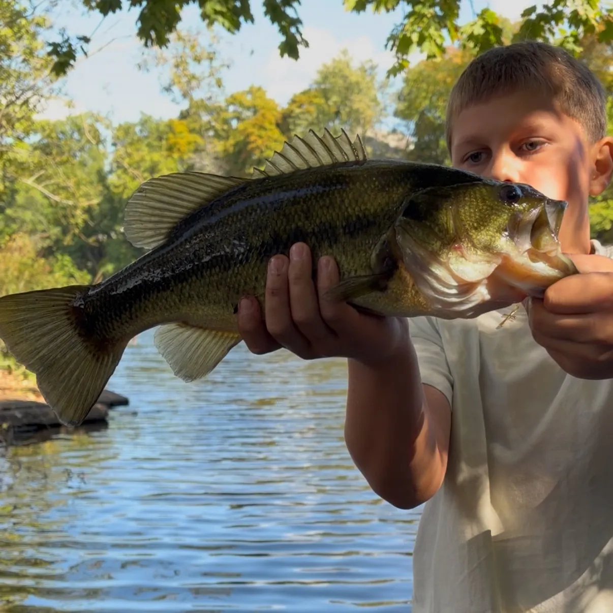 Largemouth bass caught on Fishbrain