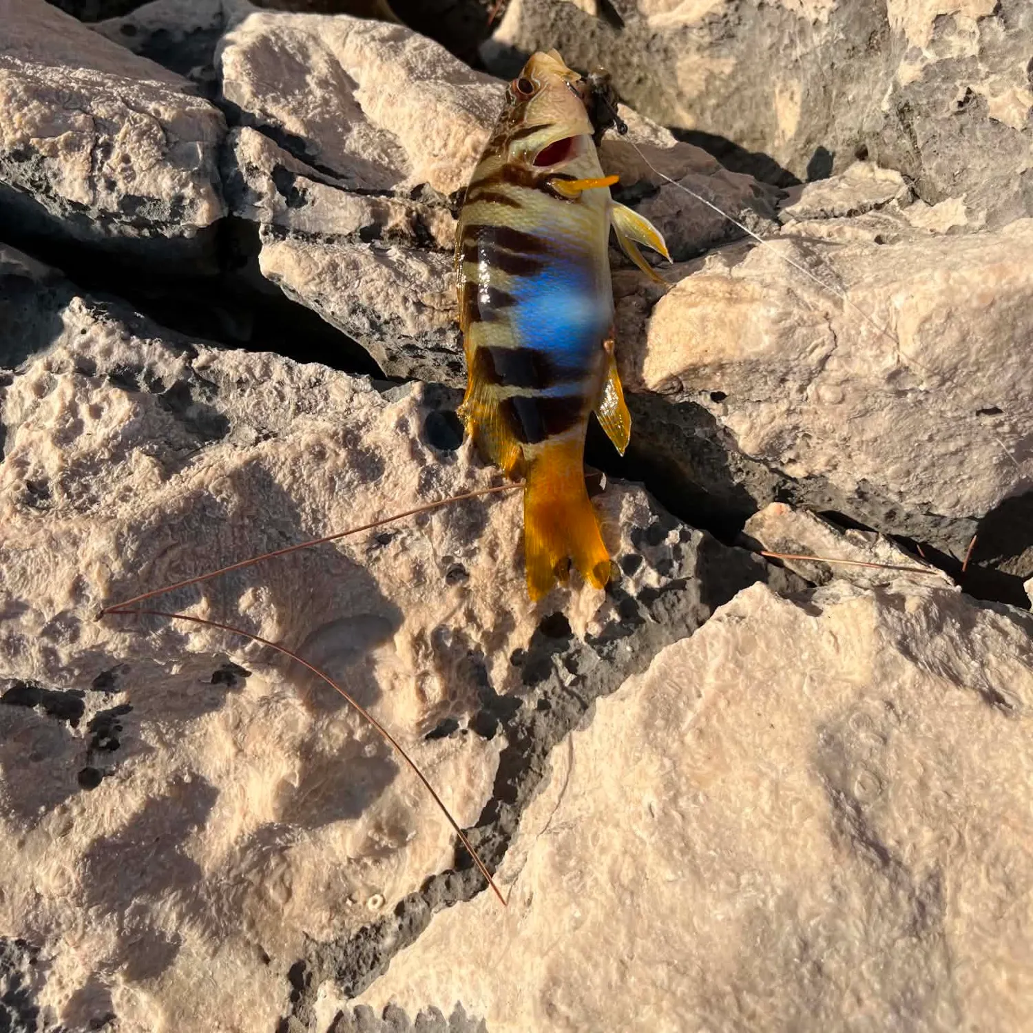The most recent Painted comber catches on Fishbrain