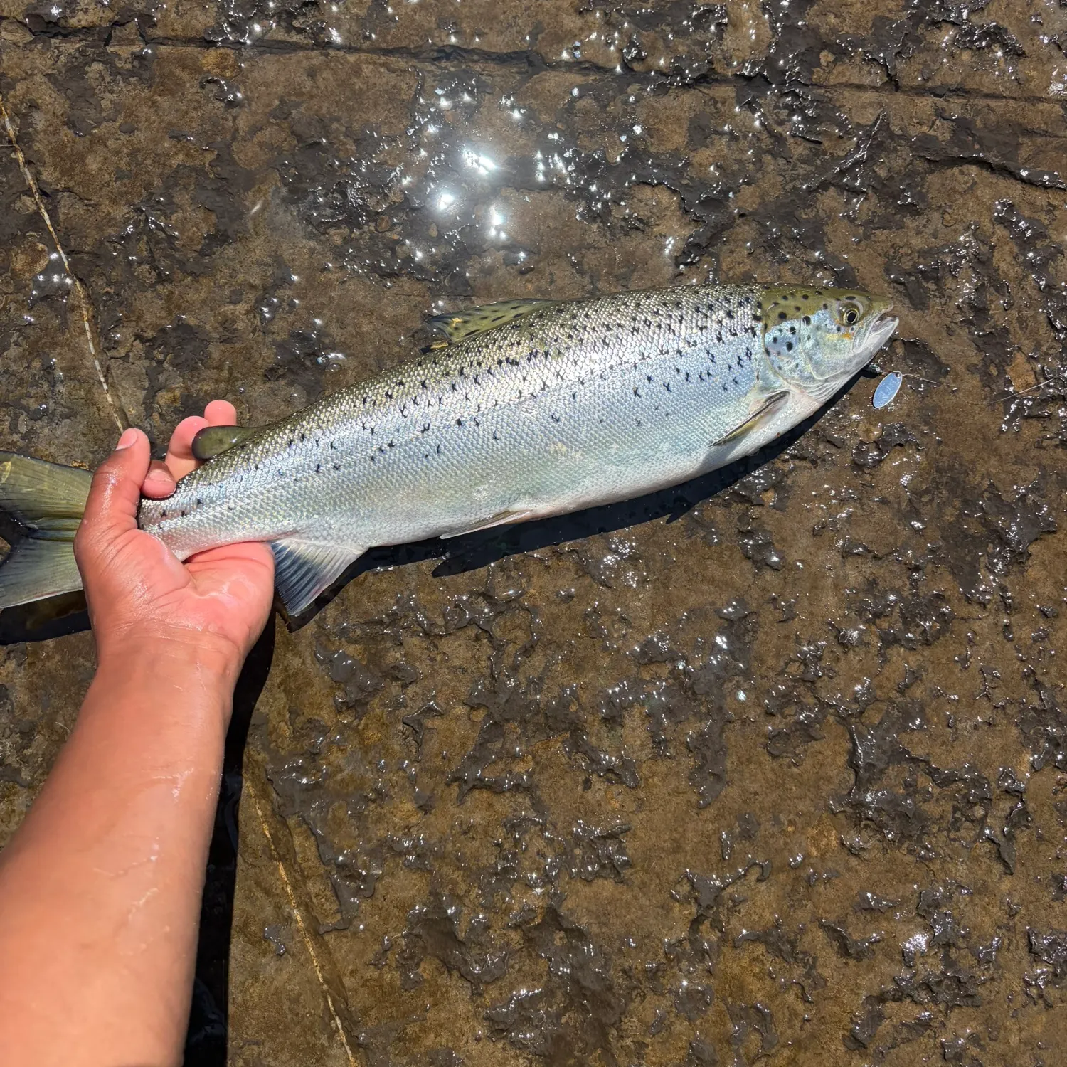 The most recent Landlocked atlantic salmon catches on Fishbrain