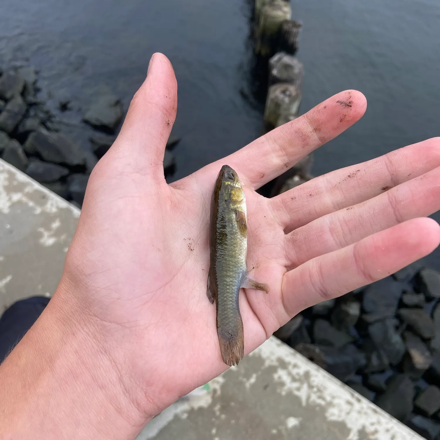 The most recent Mummichog catches on Fishbrain