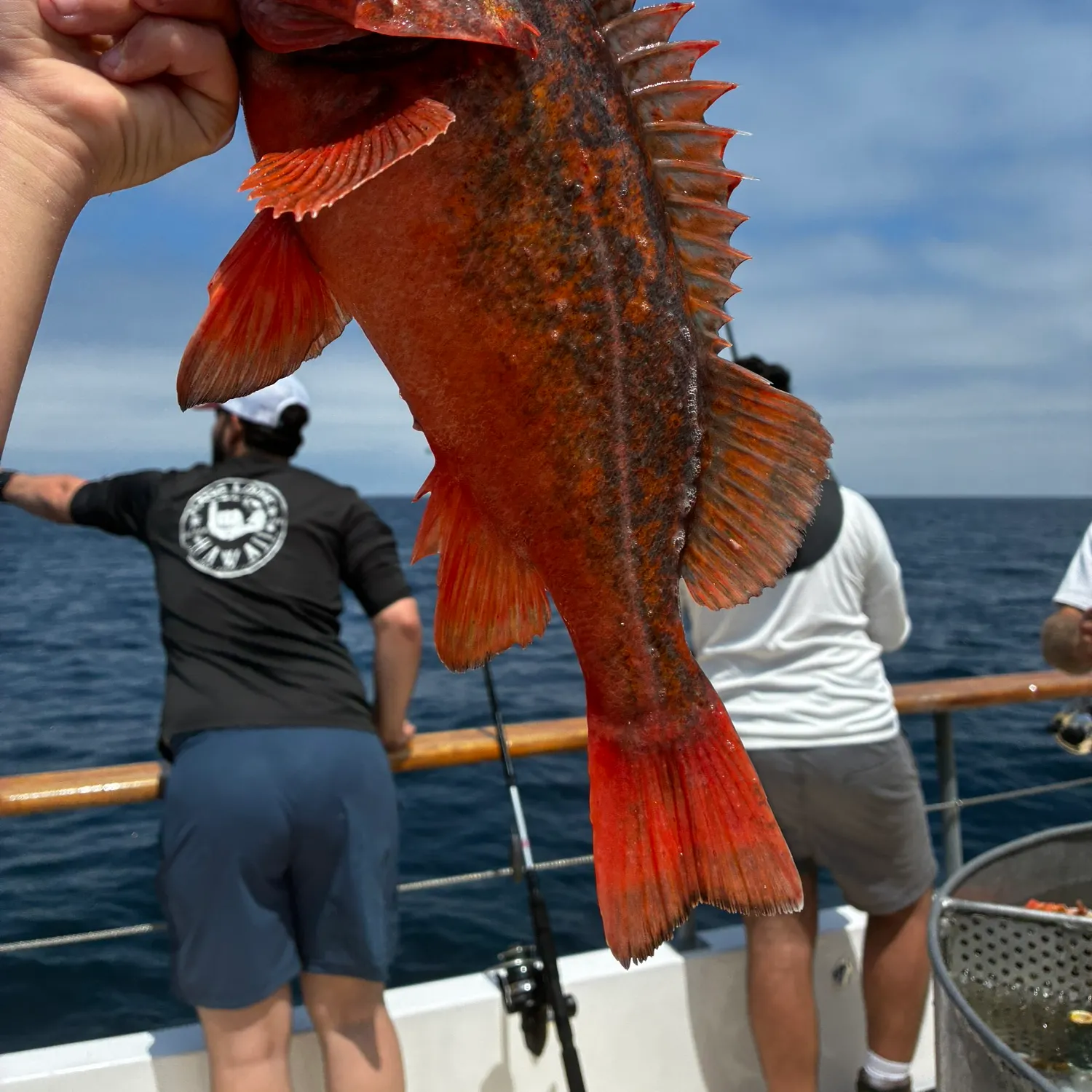The most recent Vermilion rockfish catches on Fishbrain