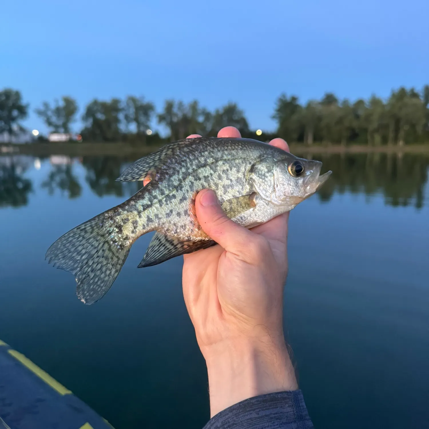 Black crappie caught on Fishbrain