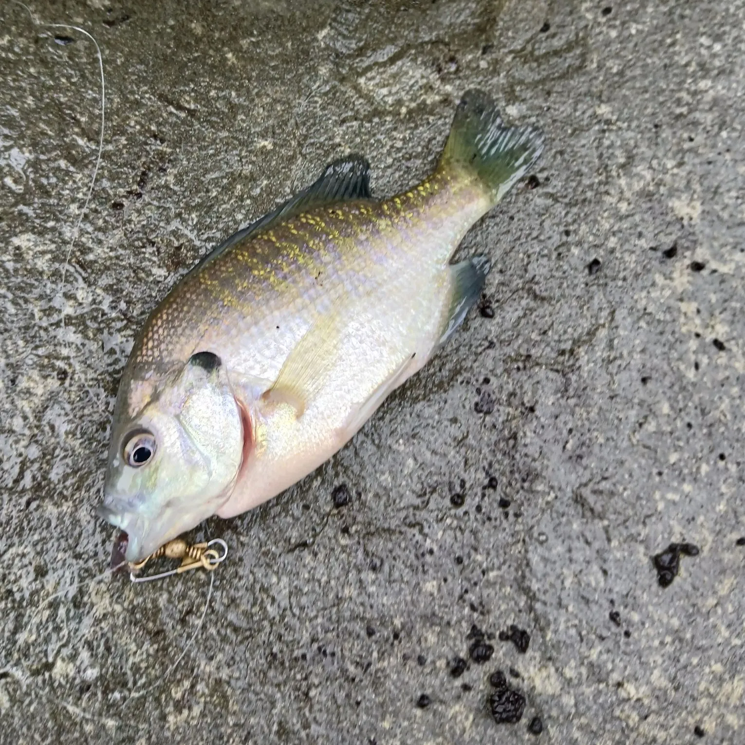 Bluegill caught on Fishbrain