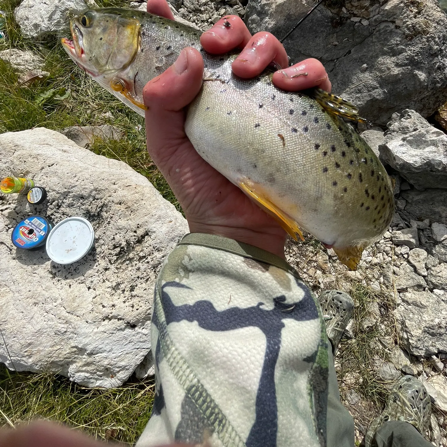 Colorado river cutthroat trout caught on Fishbrain